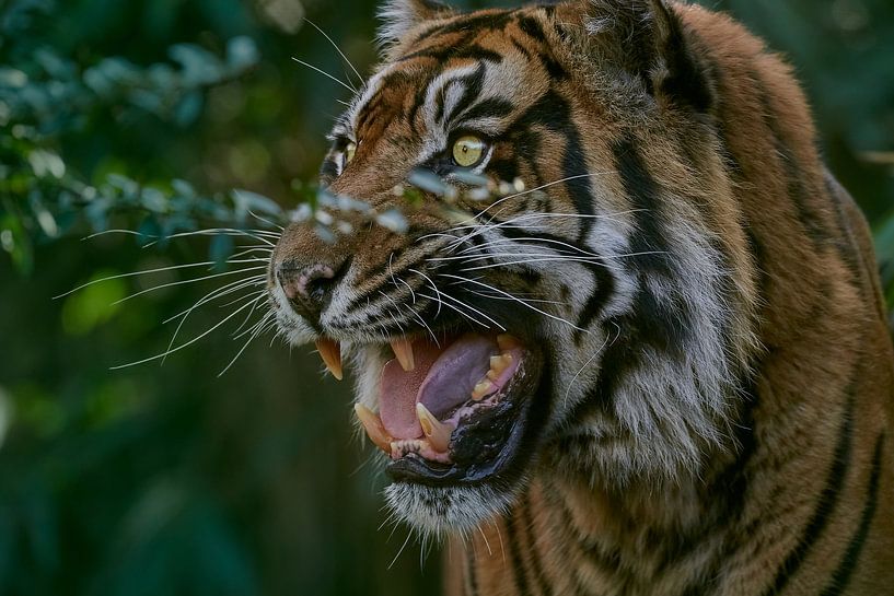 Portrait of a Sumatran tiger with "Stinky Face“ by Edith Albuschat