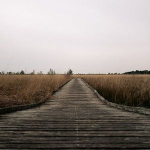 Promenade dans la lande par temps couvert