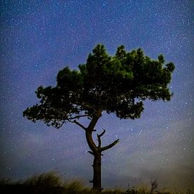 Iconische boom onder sterrenhemel van Maurice Haak
