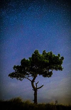 Un arbre emblématique sous un ciel étoilé