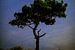 Un arbre emblématique sous un ciel étoilé sur Maurice Haak