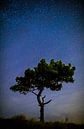 Iconische boom onder sterrenhemel van Maurice Haak thumbnail