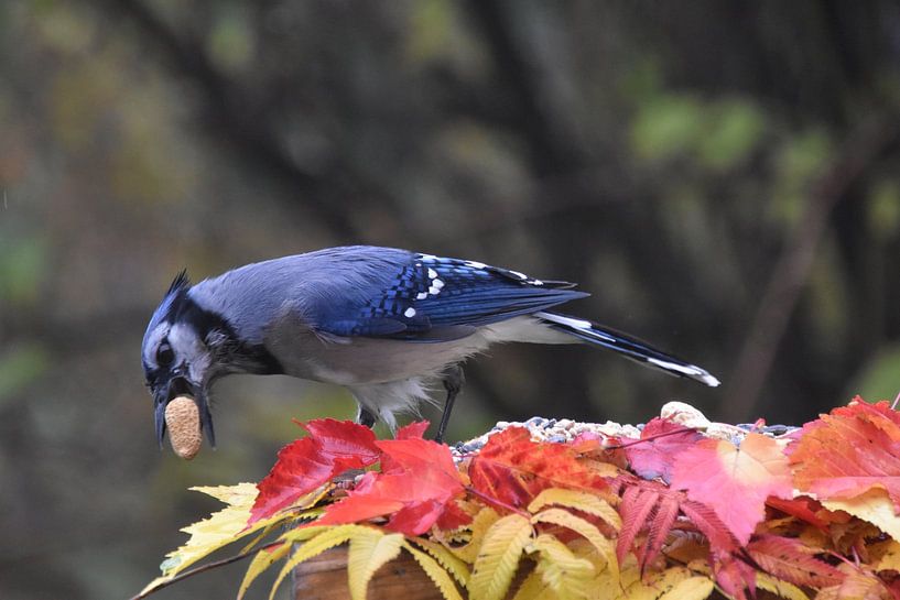 A blue jay at the garden feeder by Claude Laprise