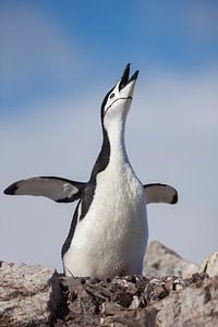 Pingouin à bandeau gastrique