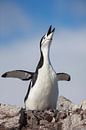 chinstrap penguin by Hillebrand Breuker thumbnail