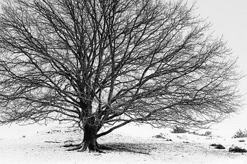 Boom in winter van Jan Linskens