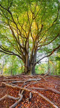 Arbre majestueux
