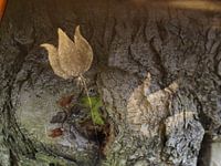 Tulpe im Baum (Tulip in tree)