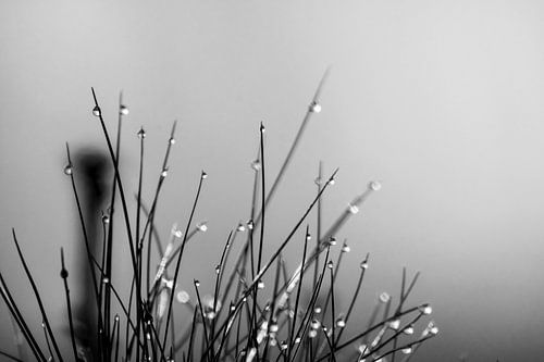 Drops of water in black and white