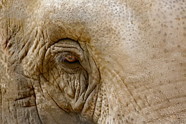 Olifant (oog) van Frank Smedts