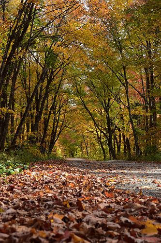 Een landweg in de herfst