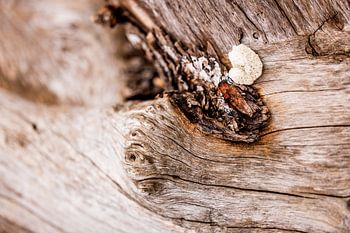 Harmony of Earth and Ocean