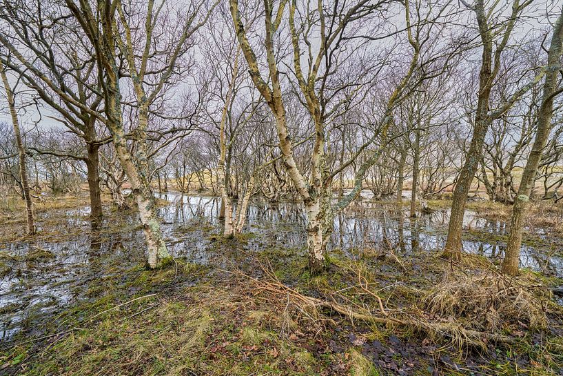 North Holland dune reserve at high tide by eric van der eijk