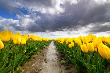 Tulips in a springtime storm blossoming in a field by Sjoerd van der Wal Photography