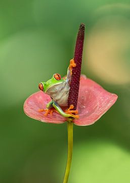 Grenouille sur une fleur sur Dick van Duijn