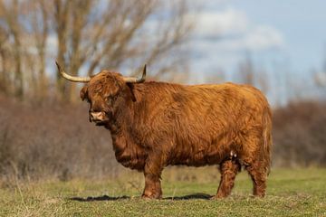 Schotse Hooglander van Ingrid Bergmann  Fotografie