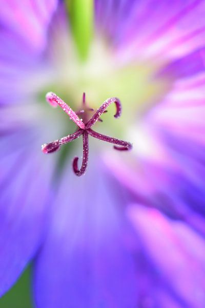 paarse bloem von Lisanne Bosch