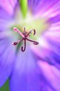 paarse bloem von Lisanne Bosch Miniaturansicht