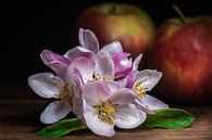 Zeit | Apfelblüten und Äpfel von Thomas Prechtl Miniaturansicht