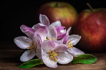 Time | Apple blossoms and apples by Thomas Prechtl