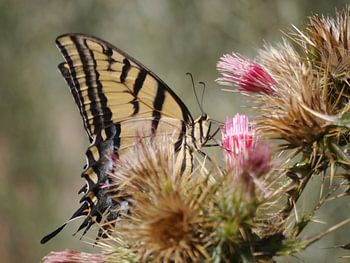 A butterfly flaps it wings...
