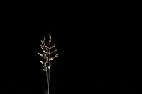 Oreilles d'herbe