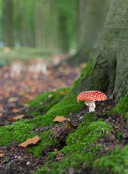 Rouge à pois blancs