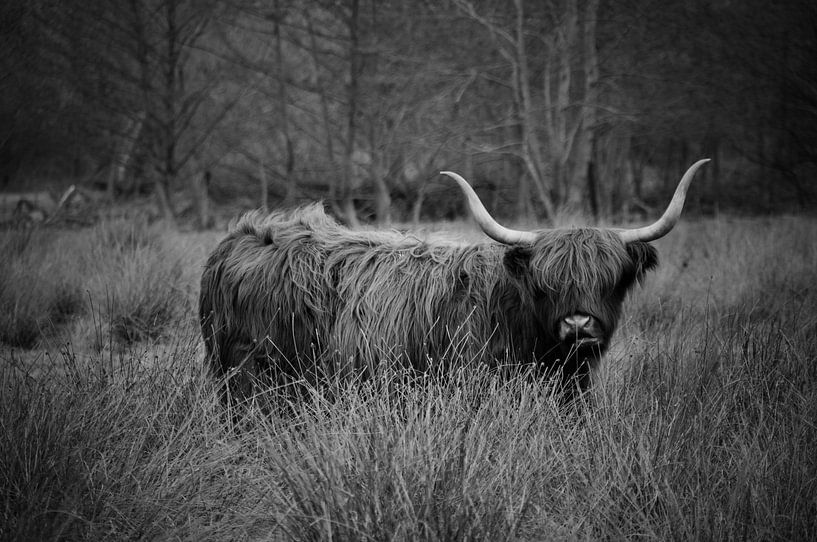Scotch highlander - Duotone by Angelique Brunas