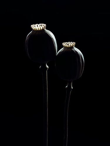 Poppies, zaaddozen in een straaltje (zon) licht