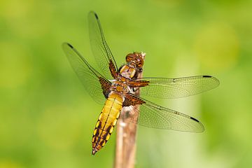 Dragonfly model