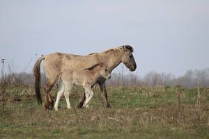 Konik Pferd mit Fohlen von John Kerkhofs