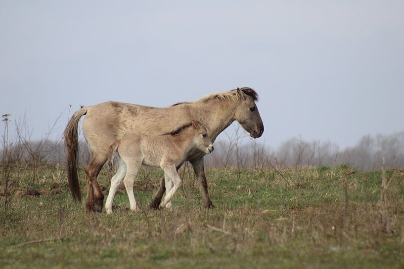 Konik Pferd mit Fohlen von John Kerkhofs