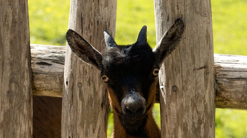 Hello curious little goat by Saranda in t Veld Fotografie