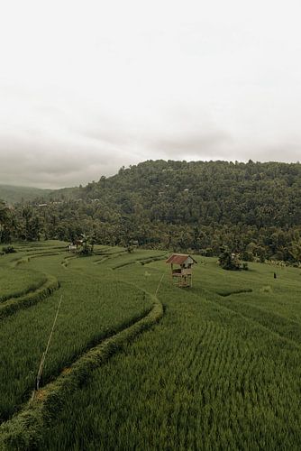 Authentiek tropisch uitzicht in Bali, Indonesië