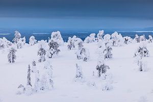 Verschneite Bäume in einem finnischen Nationalpark