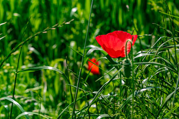 Red poppy in green field
