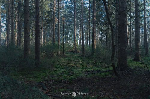 Enchanted Boekelose Forest: Where Fairy Tales Come to Life