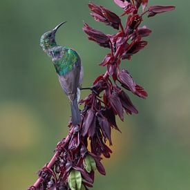 La danse du meunier malachite (diptyque) sur Lex van Doorn