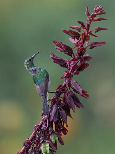 La danse du meunier malachite (diptyque) sur Lex van Doorn