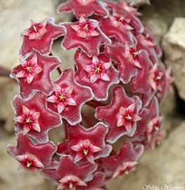 Wax flower red by Silvia Weenink