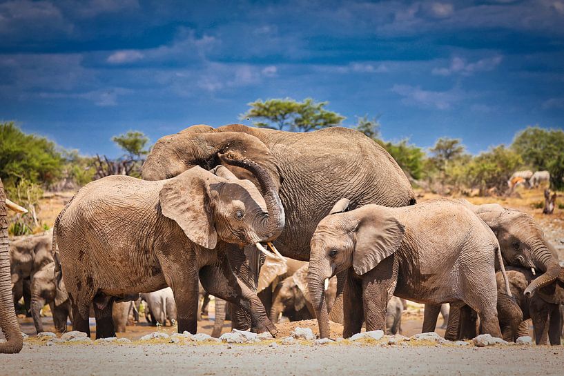 Elefanten-Staubbad, Namibia von W. Woyke