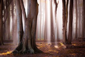 Herbst im Wald
