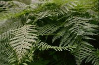 ferns