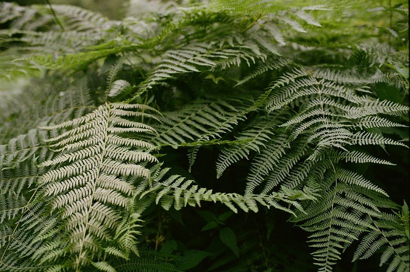 ferns by Mandy Markman