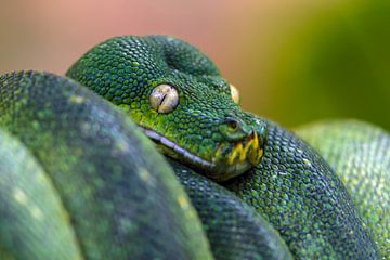 green tree python by Heiko Lehmann