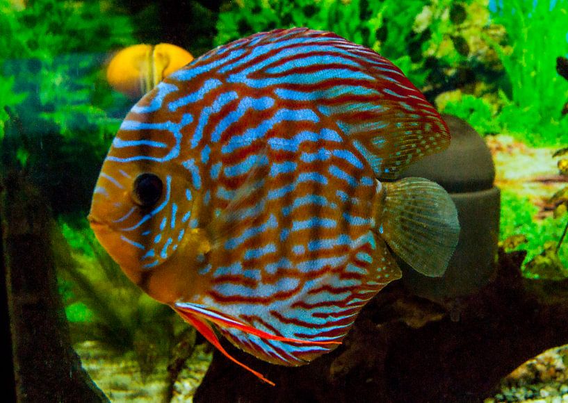 Diskusfische von aldino marsella