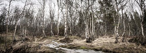 Panorama of a birch forest, Norway