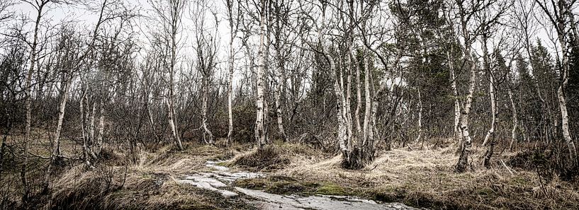 Panorama d'une forêt de bouleaux, Norvège par Rietje Bulthuis