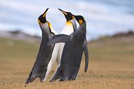 Drie Koningspinguins (Aptenodytes patagonicus) druk in discussie aan de kust, Falklandeilanden van Nature in Stock thumbnail