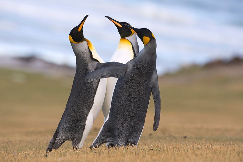 Drei Königspinguine (Aptenodytes patagonicus) im Gespräch an der Küste, Falklandinseln von Nature in Stock